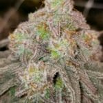 Mac 1 Miracle Alien Cookies