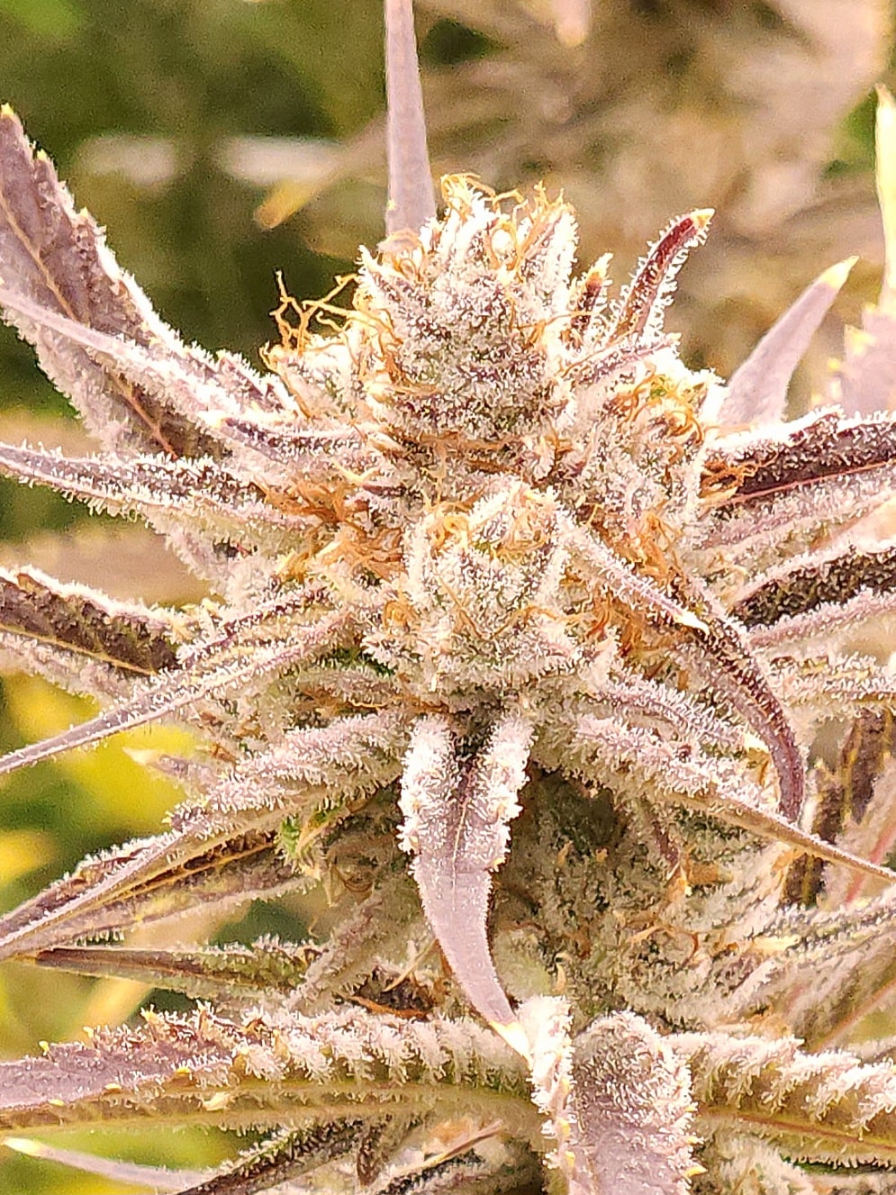 Chernobyl cannabis flower at ACK Natural