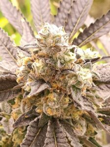 Horchata Cannabis Strain New