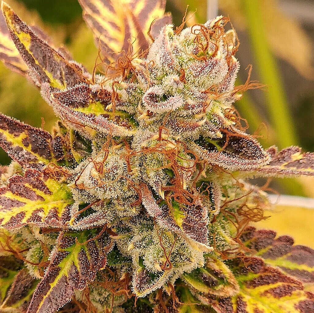Koala Fruit cannabis flower at ACK Natural
