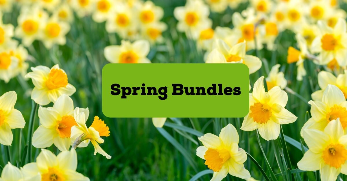 Spring Cannabis Deals Nantucket