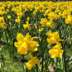 Daffodil Festival 2024