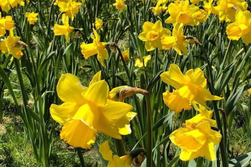 Daffodil Festival 2024