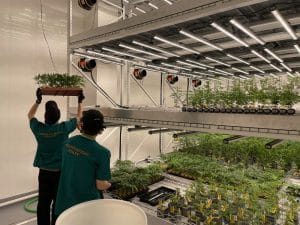 cannabis dispensary