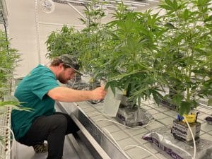 Massachusetts legalized recreational marijuana