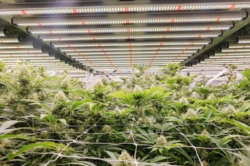 Acknat cannabis dispensary