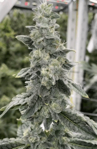 Sour Dough