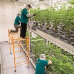ACK Natural dispensary featured in the Nantucket Current newspaper