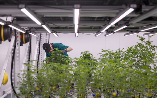 recreational cannabis