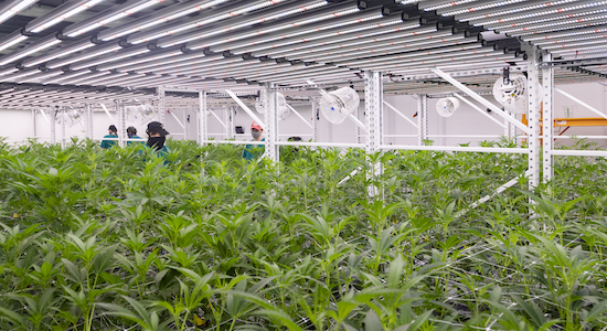 Cannabis Products