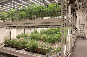 ACK Natural Cannabis Plants